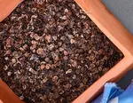 Wholesale Buckwheat